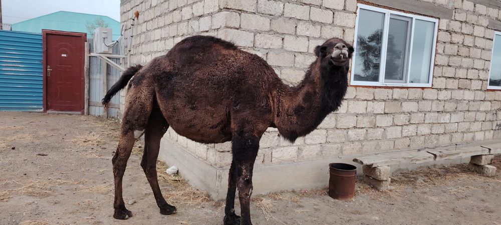 Буаз түйе сатылады