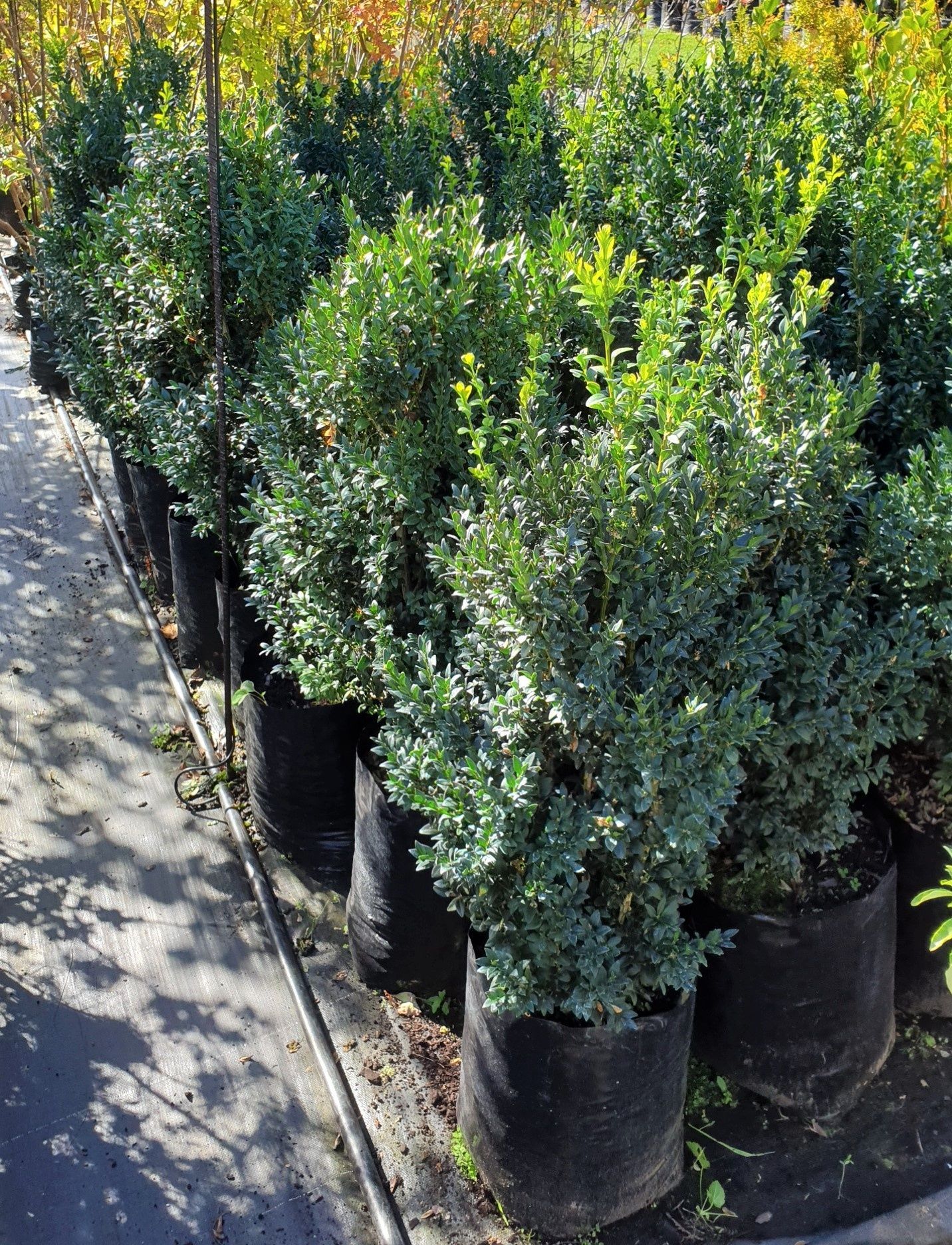 Buxus sempervirens 60-70cm,plante decorative, plante ornamentale