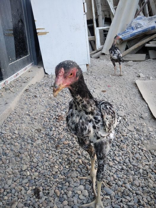Дакан ва шалпанг жужаси сотилади