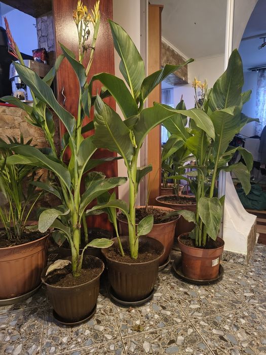 Canna indica ,in ghiveci de 30 cm