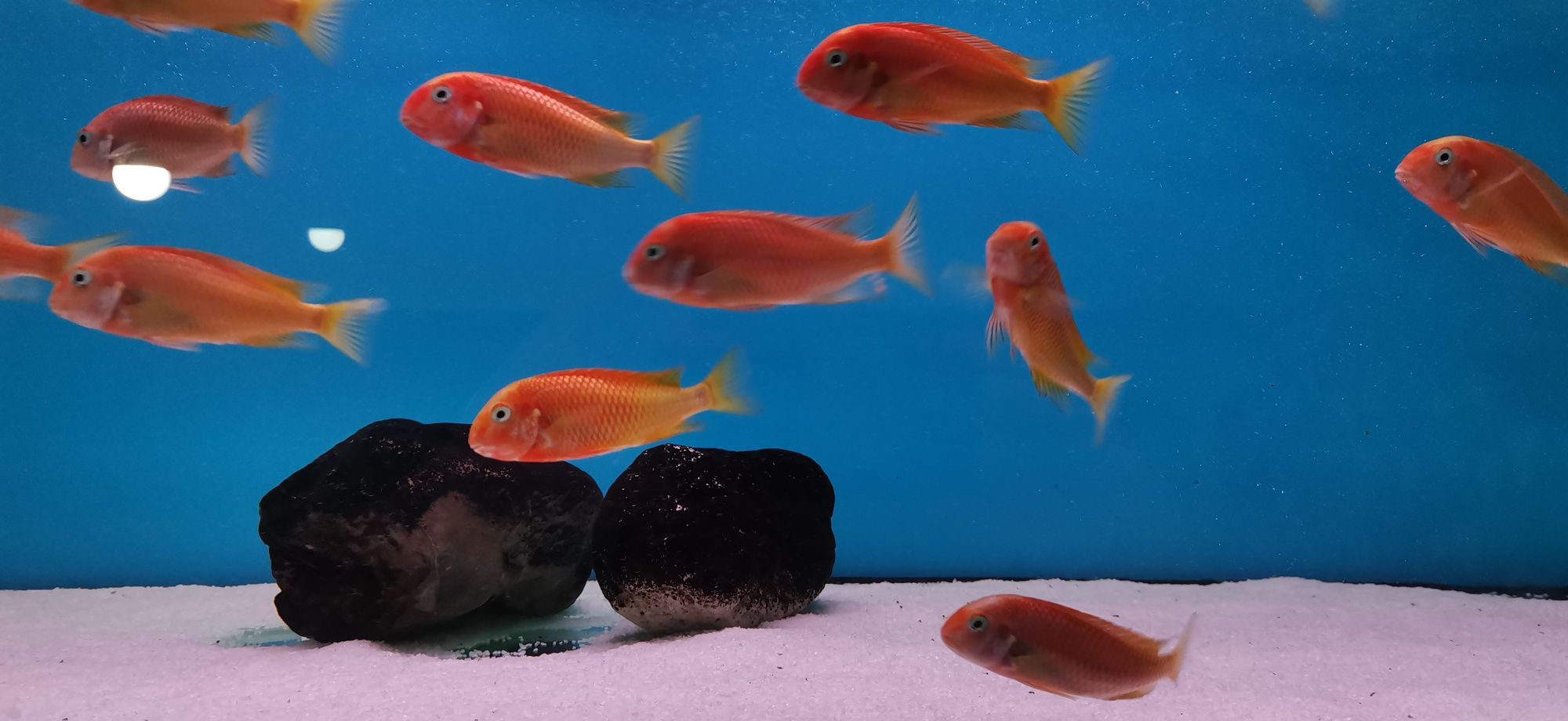 Рибки Африкански цихлиди, Tropheus Red Bishop