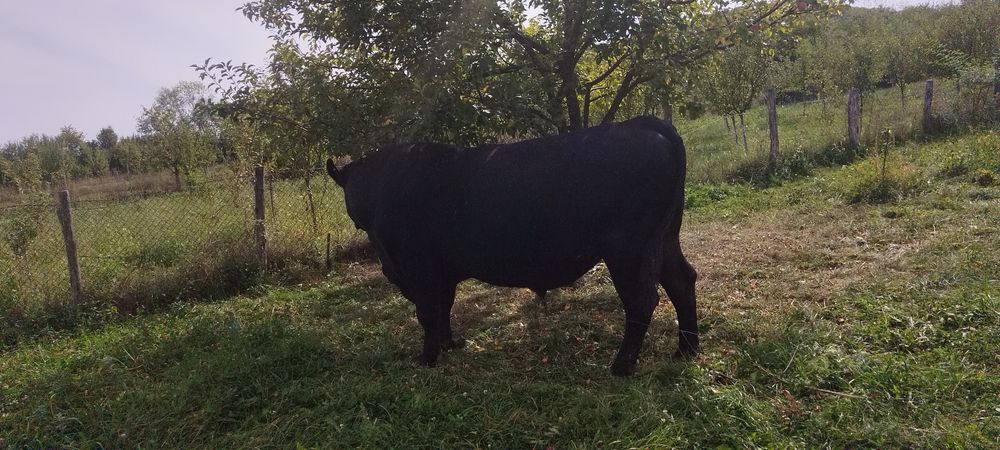 Vand taure angus brun