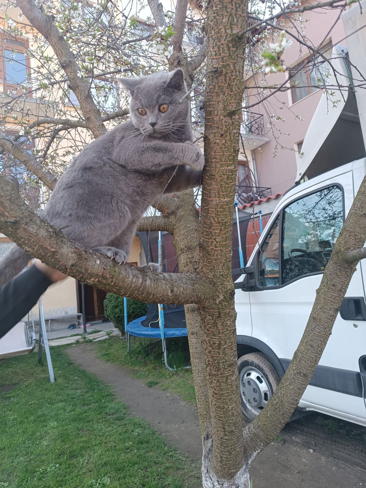 Продавам британска късокосместа котка