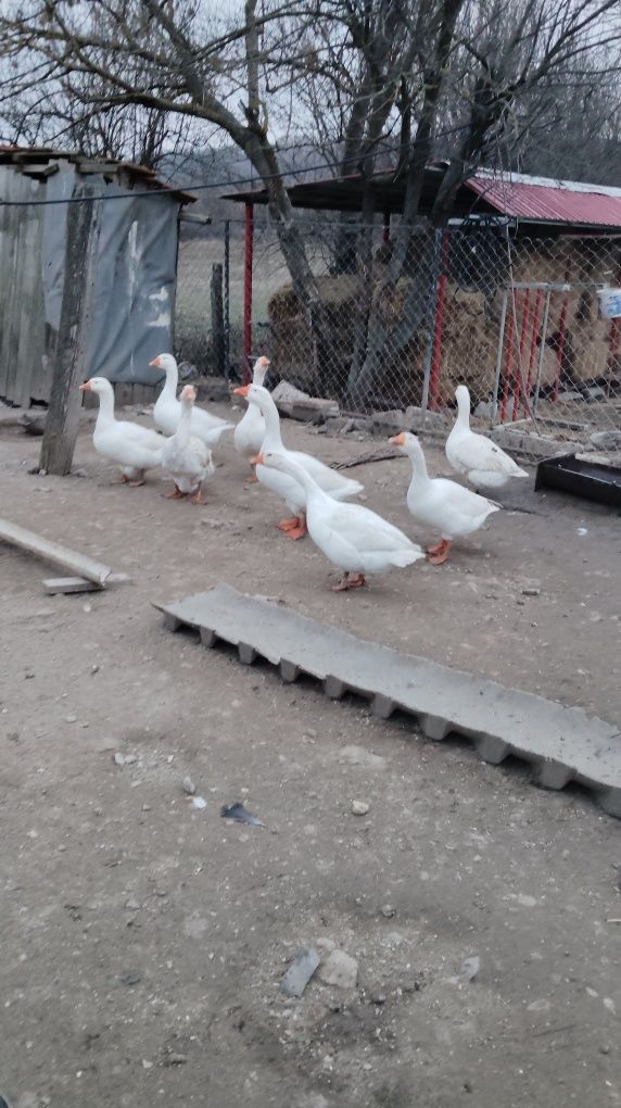 Vând 6 gâște preț 150 bucata