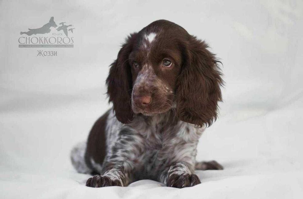 Щенки Русского Охотничьего Спаниеля
