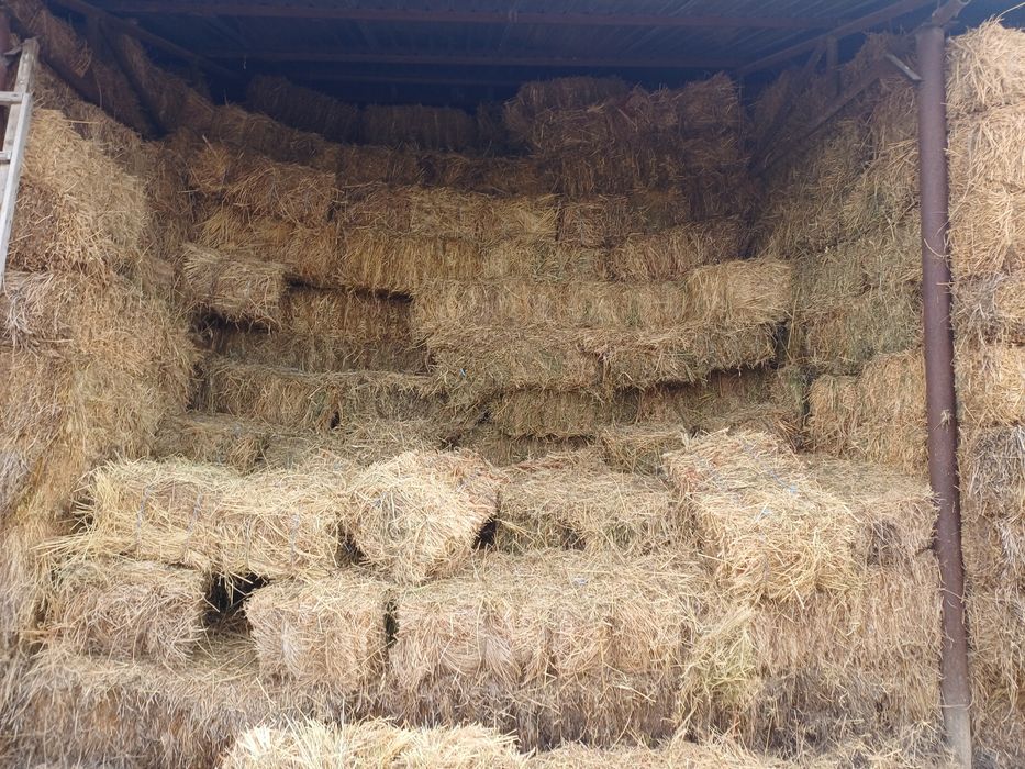 Baloti fan si coceni