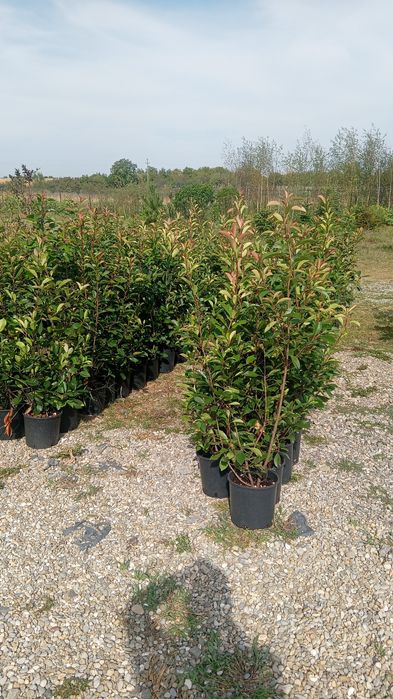 Tuia spirala catalpa nan