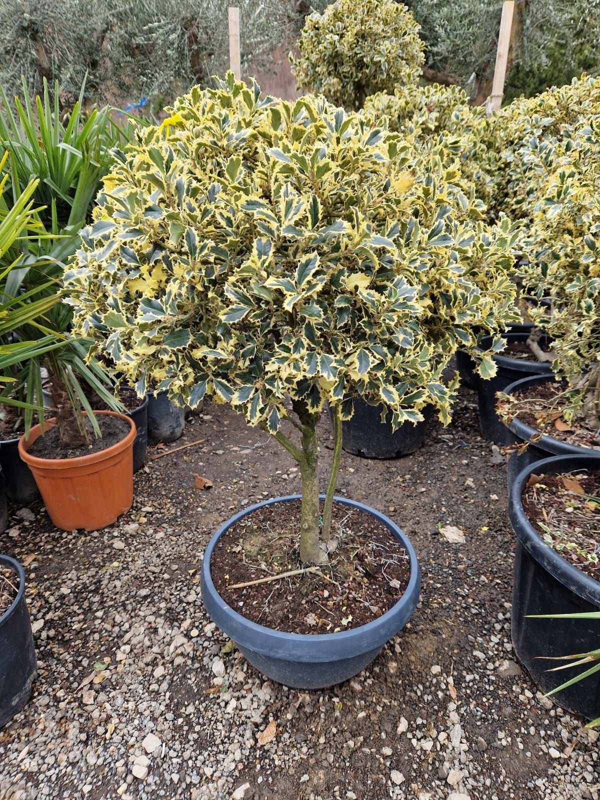 ilex argentea marginata ( variegata )  ilex pe trunchi, pe tija, glob