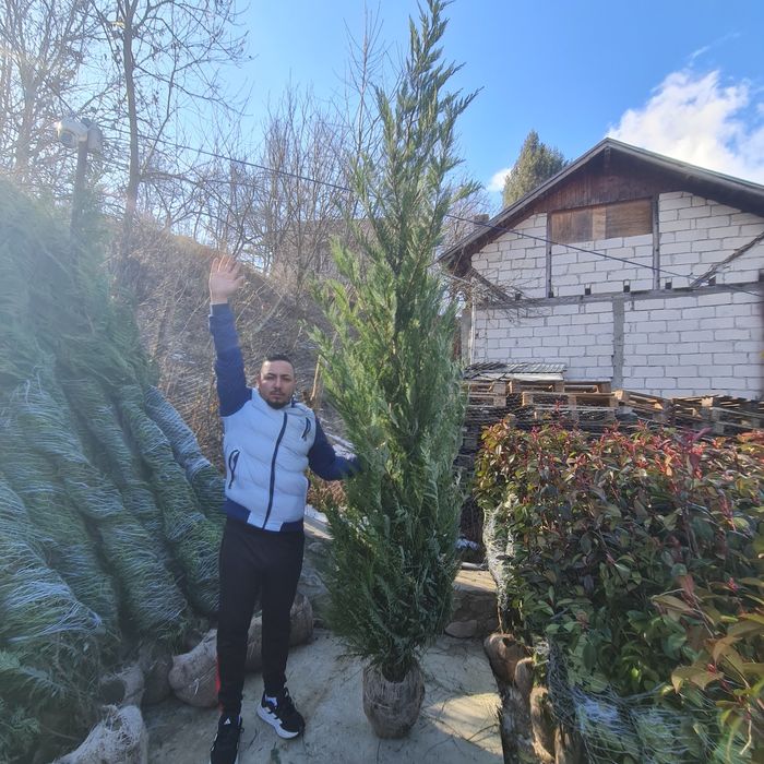 Tuia Leylandi 1,60m