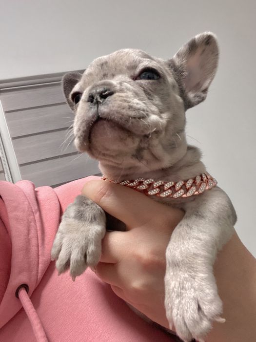 Френски булдог бебета/french bulldog