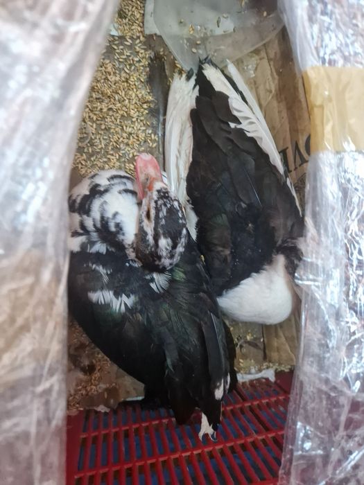 Vând rațe mute tinere