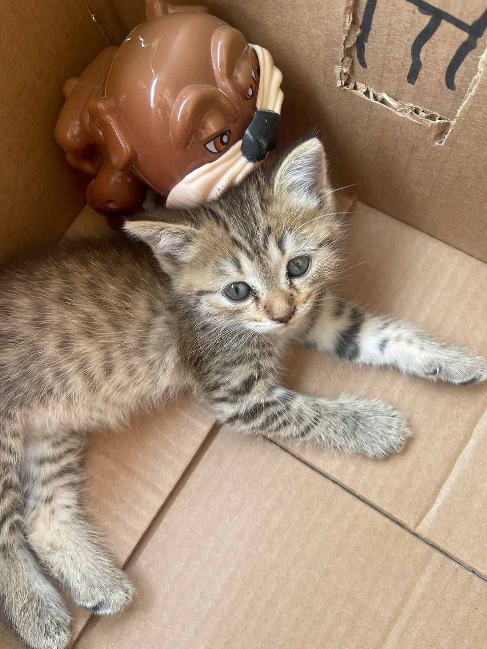 Котик, 1 месячная
