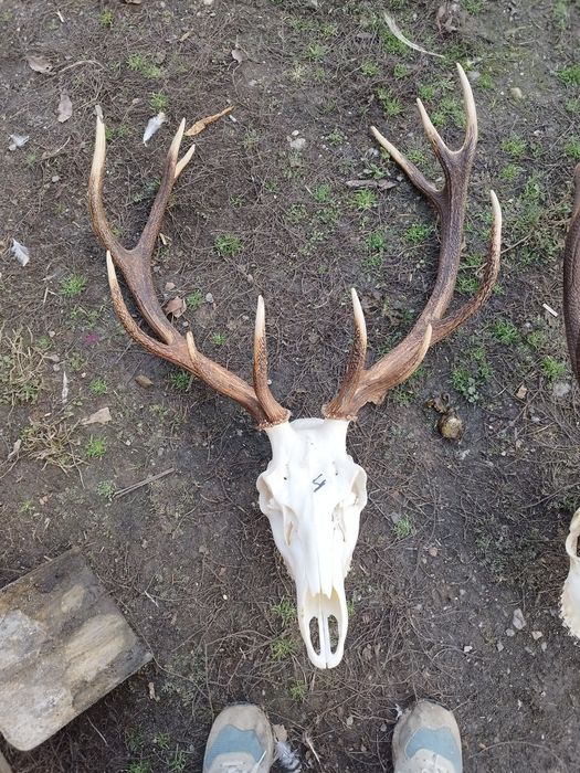 Trofee de cerb frumoase 1500 lei bucata