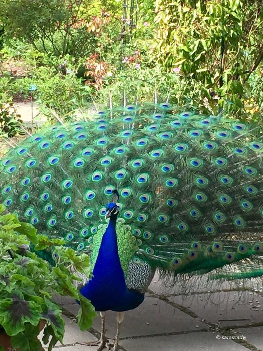 Павлины украсят ваш дом индийские и белые павлин куры утки гуси