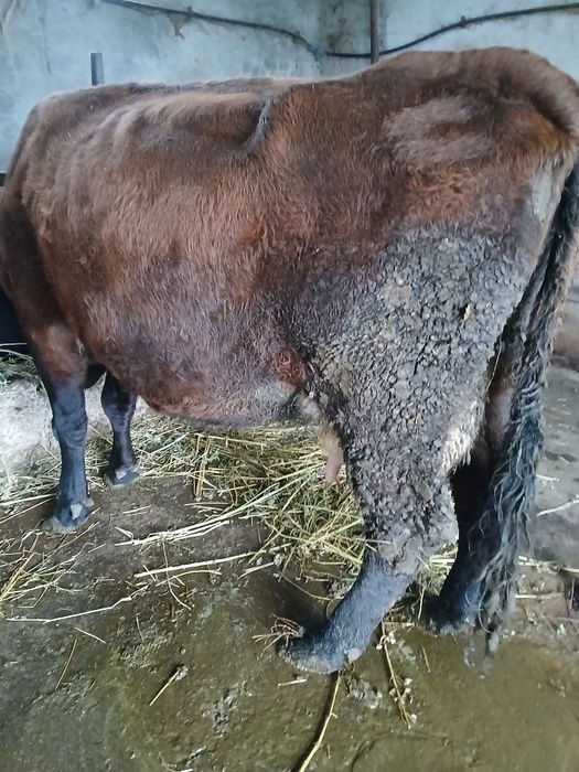 Vând vaca  cu lapte