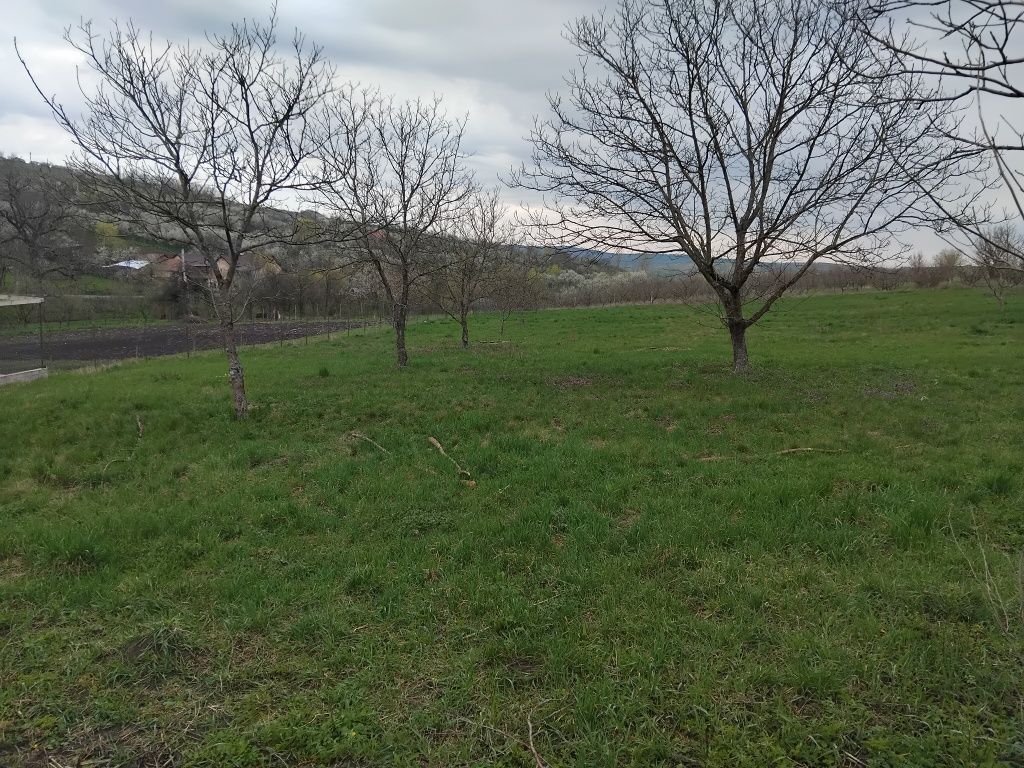 Teren intravilan Hereclean