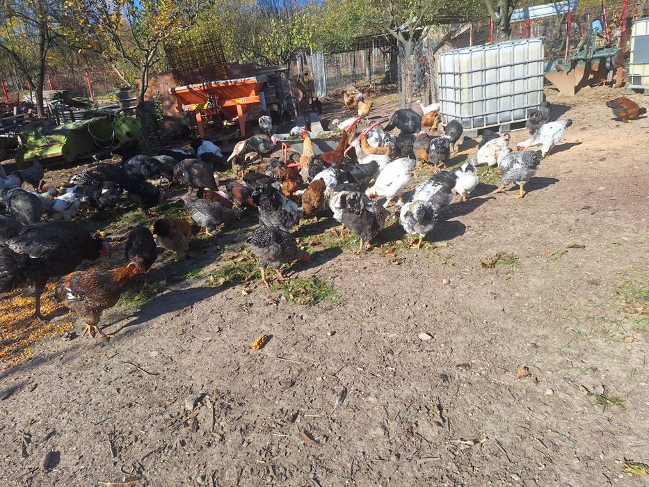 Gaini si cocosi serie 2025