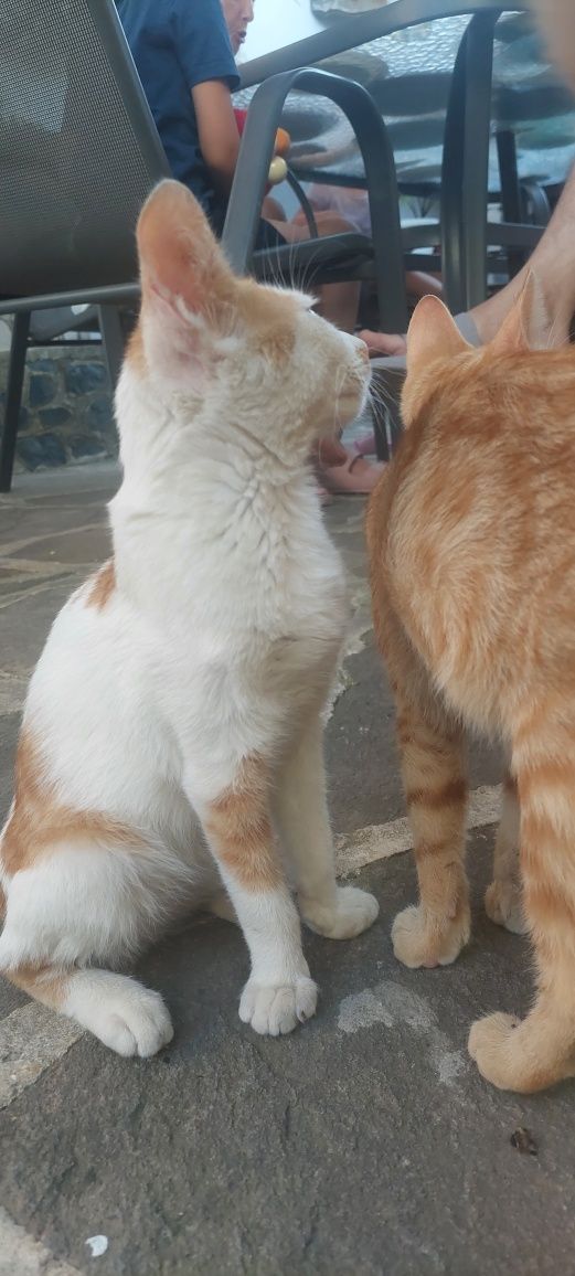 Подарявам котета