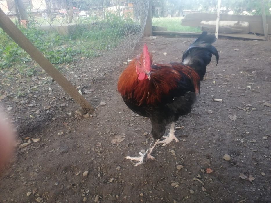 Vând cocoși de diferite rase