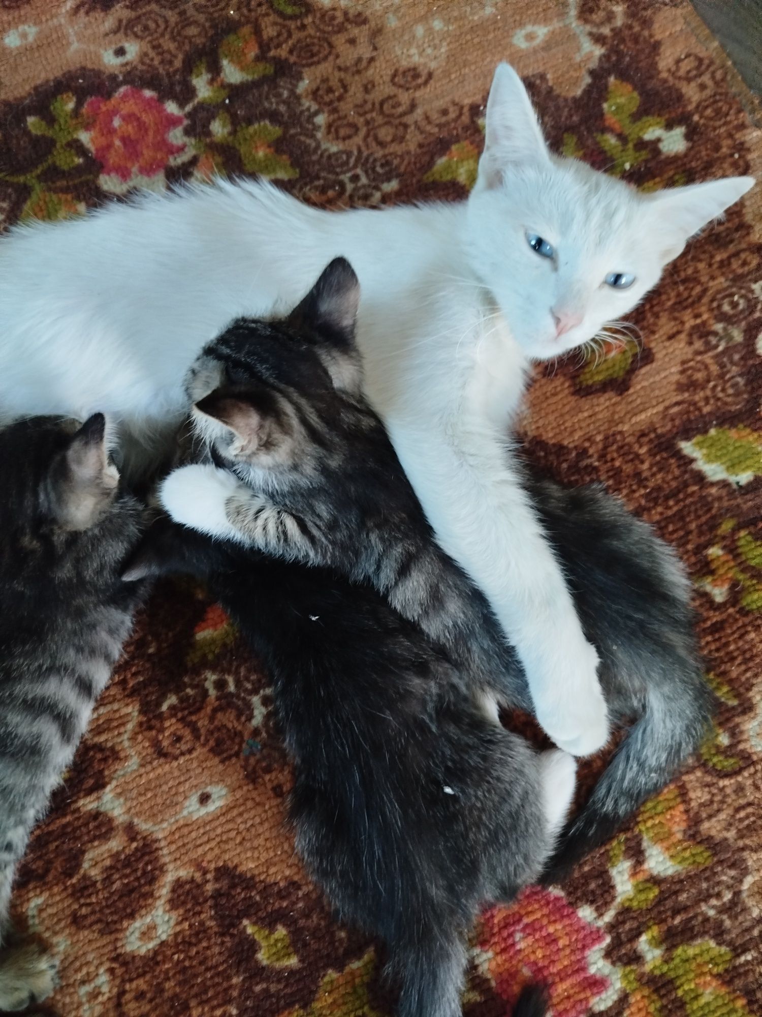 O'g'il bola mushuk 1 ta qoldi, котята