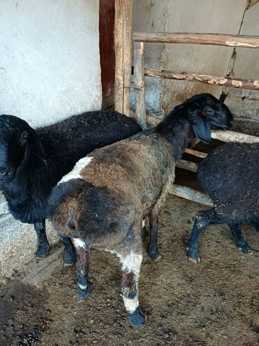 Кучкорлар сотилади.