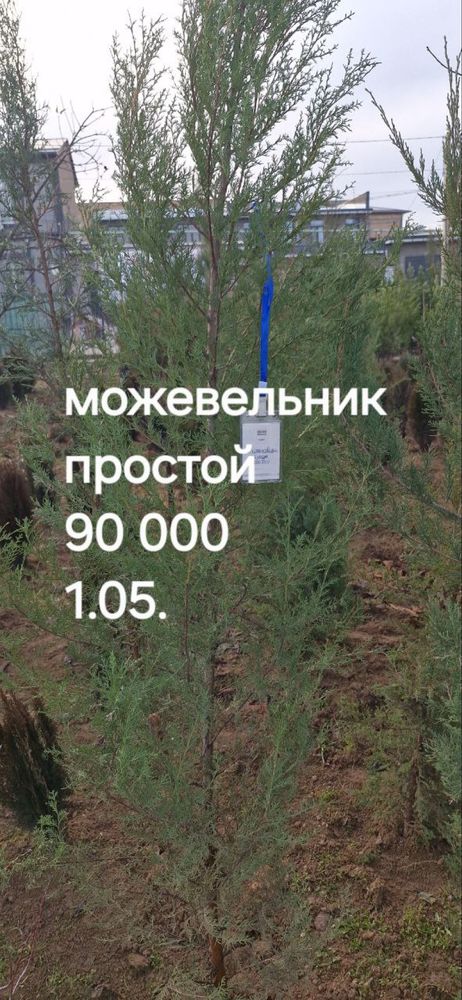 Можевельник, хар хил дарахт сотилвотти