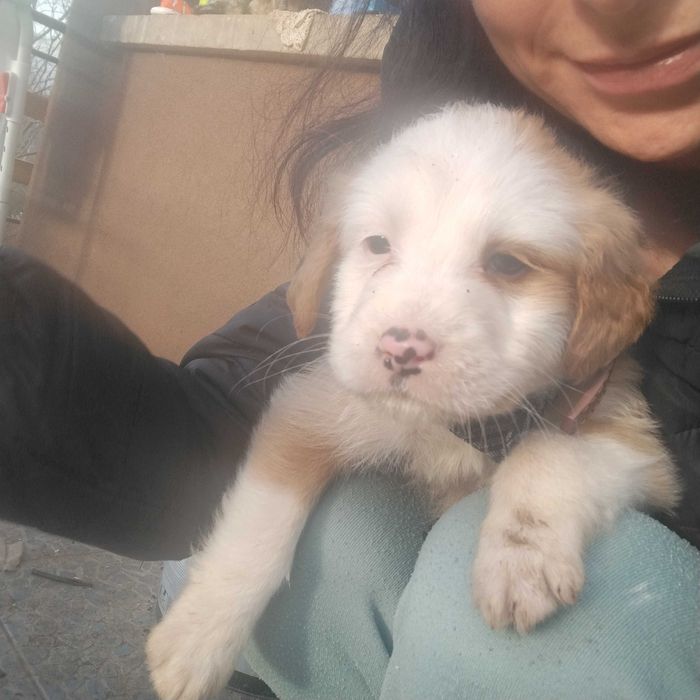 Подарявам най-сладките кученца