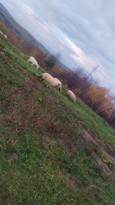 Mioare și stramioare