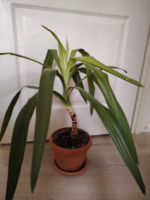 Flori: yucca, sansiveria, trandescantia. Trimit in tara.