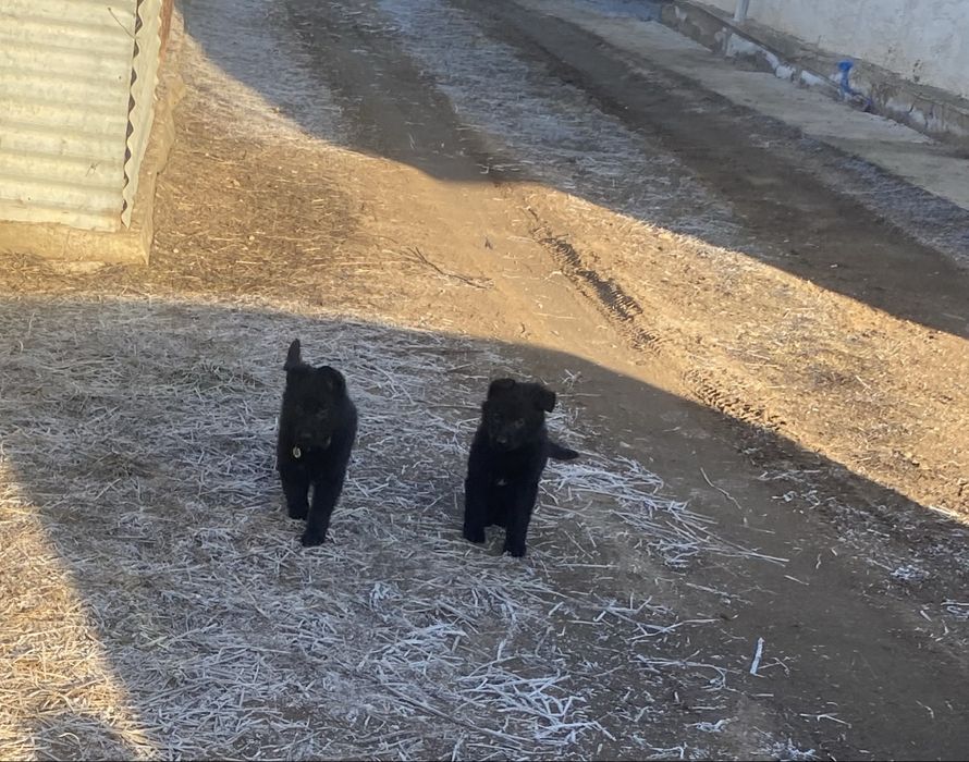 Щенки немецкая овчарка