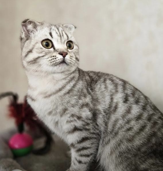 Срочно продам котенка