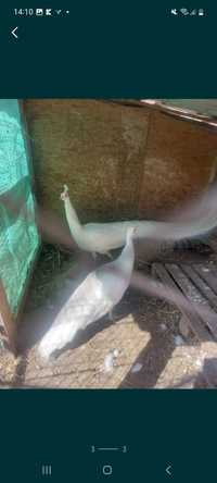 Vând pereche pauni albi de 4 ani