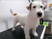 Mascul Jack Russel Terrier