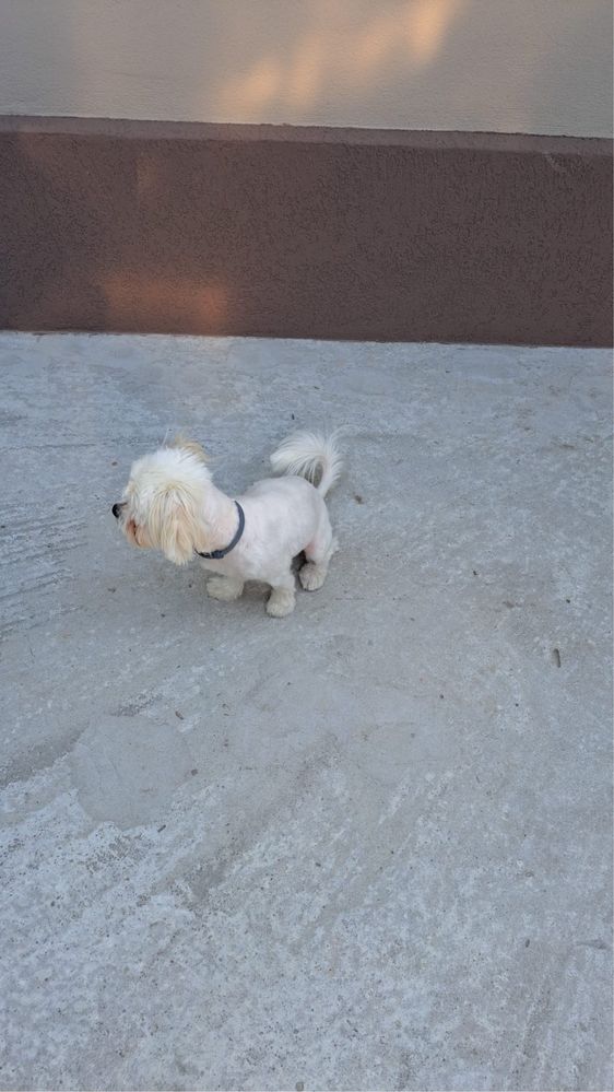 Bichon Maltese Mascul