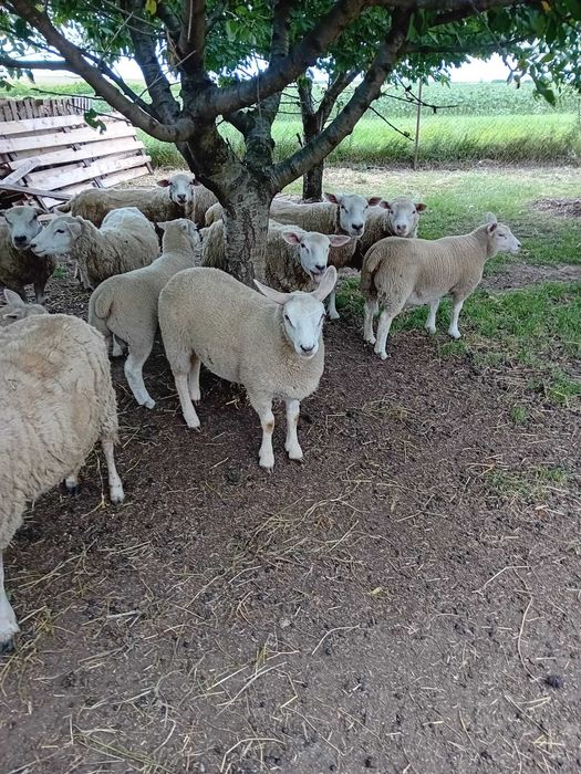 Texel tineret  vârstă 6 luni