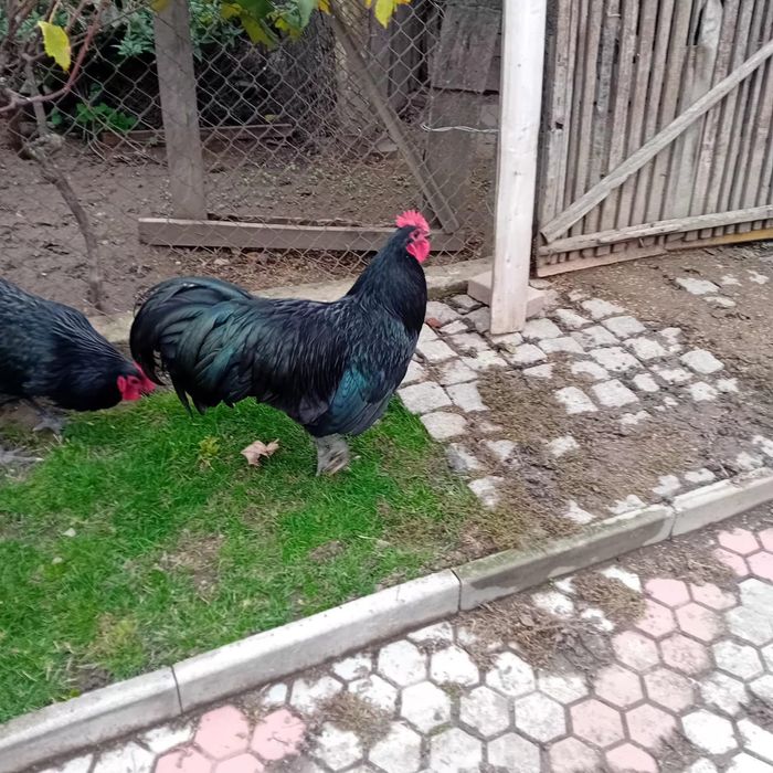Cocos Austrolorp