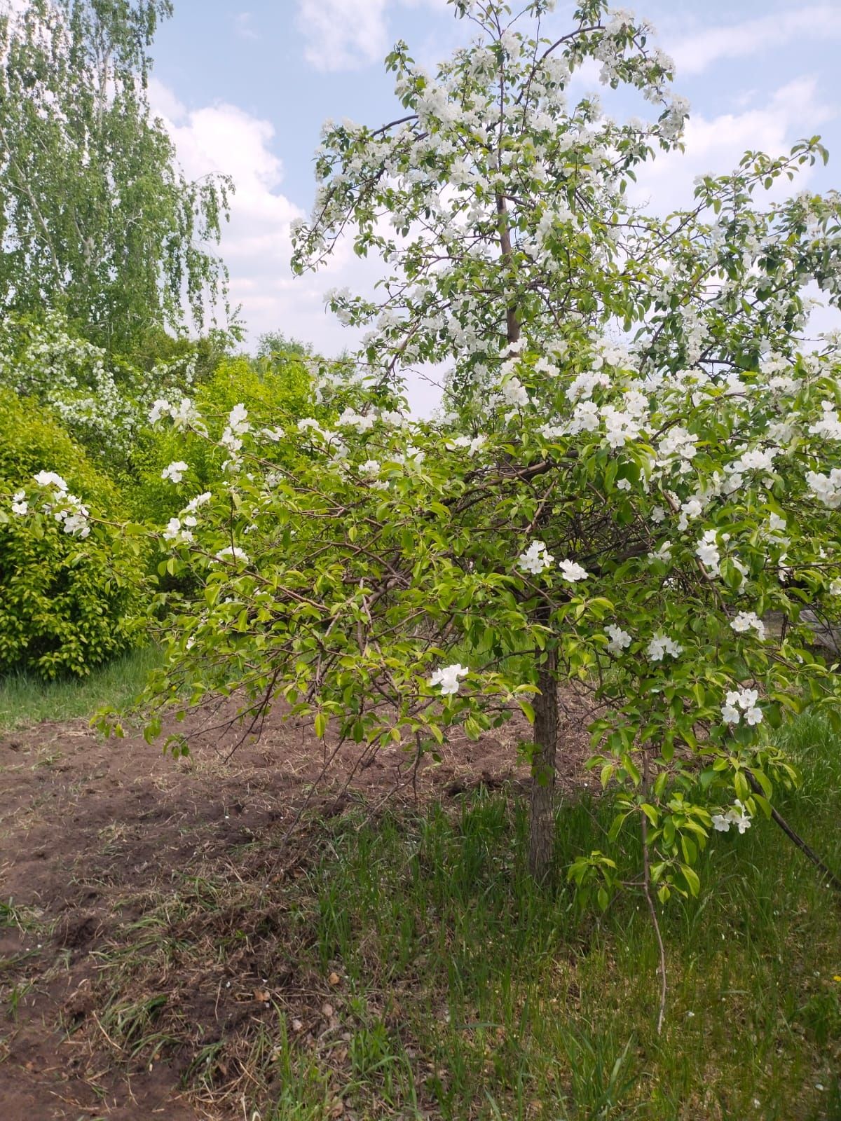 Дача в с/о Горизонт, Елочка