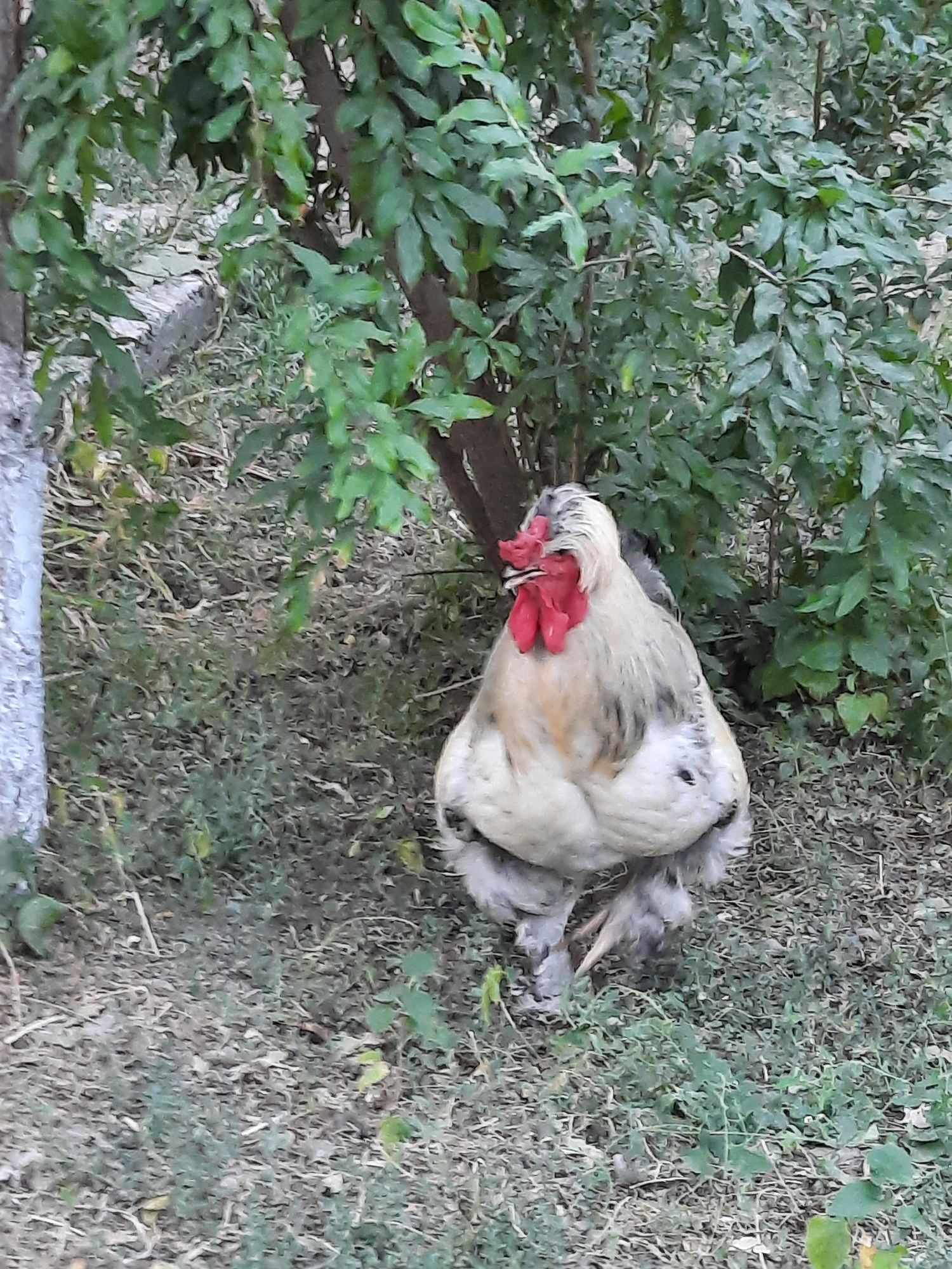 Gigant xòroz sotiladi...