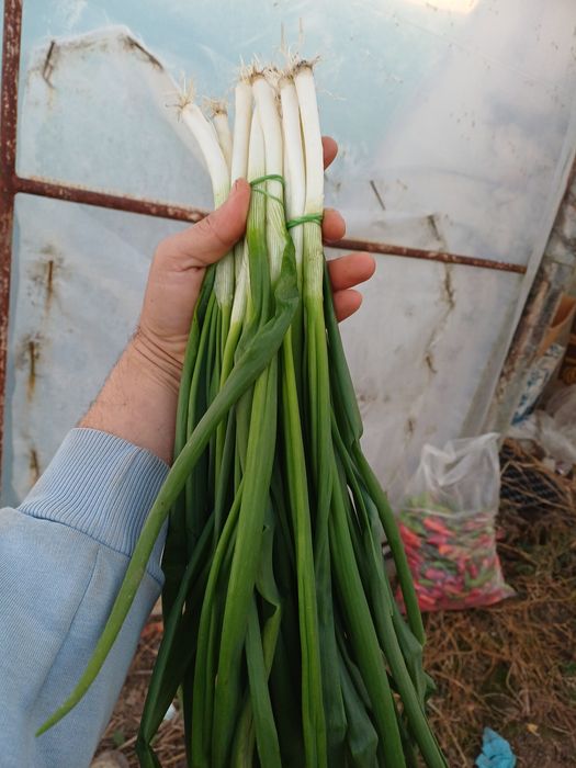 Ceapa verde              .