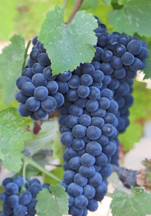 Struguri de vin, diverse soiuri