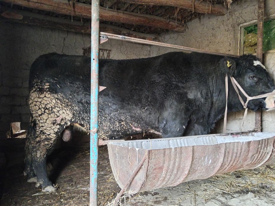 Buqa Angus kilosi 1100.Kilo bor