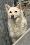 Donez caine Akita Inu