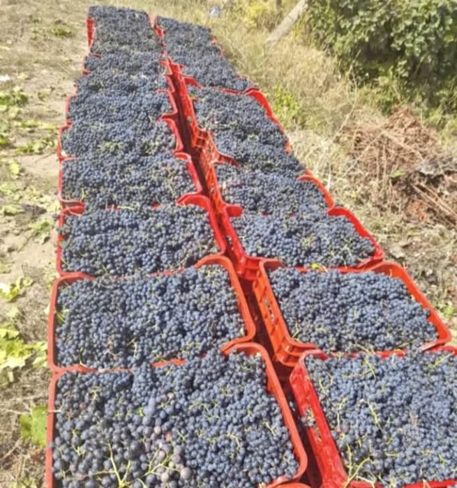 Struguri de vin (Fetească, Hamburg)