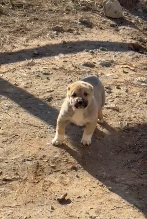 щенки сао тобет алабай