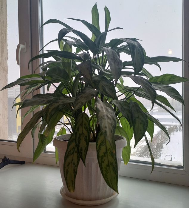 Продам Аглаонему