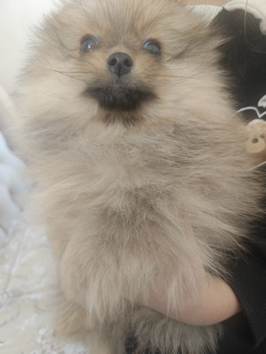 Продам щенков померанского шпица