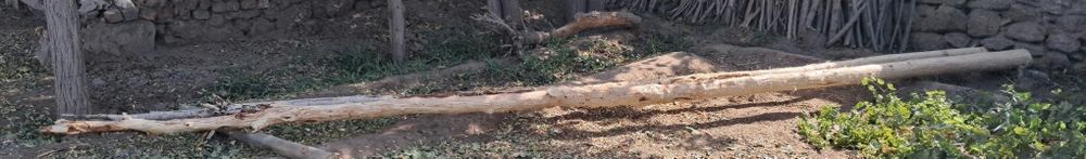 Ак терек сатылады.