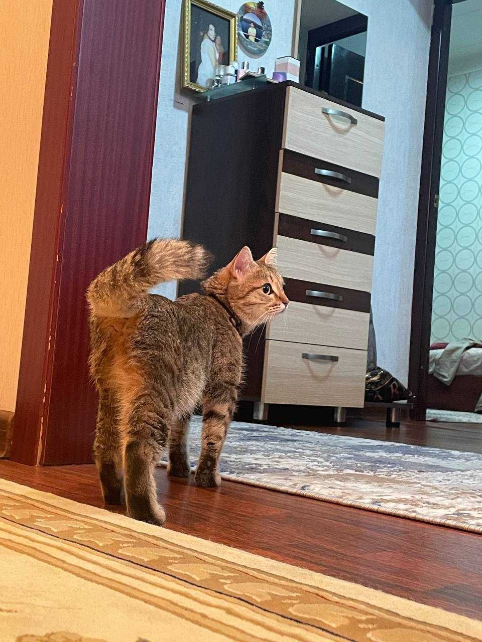 Отдаем кошку в добрые руки