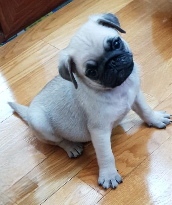 Mops/Pug/Pag TRANSPORT GRATUIT in toata RO