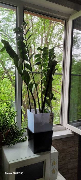 Растение Замиокулькас 2 горшка